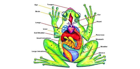 Labeled Picture Of A Frog